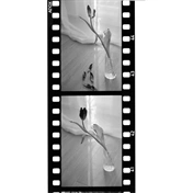 ADOX SCALA 50 BW 135/36