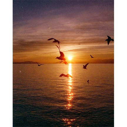 CANDIDO 800 COLOUR 135 FILM 36 EXP