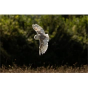 Canon RF 200-800mm f/6.3-9 IS USM objektív - 15% kedvezmény a CANONSUM25 kuponkóddal