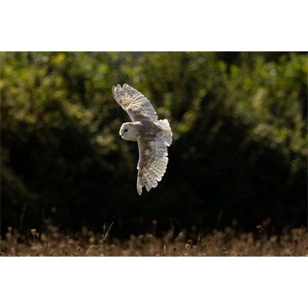 Canon RF 200-800mm f/6.3-9 IS USM objektív - 15% kedvezmény a CANONSUM25 kuponkóddal