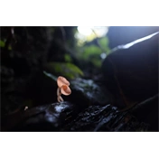 Canon RF 20mm f/1.4 L VCM objektív