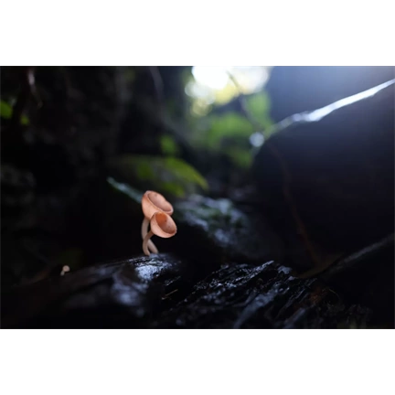 Canon RF 20mm f/1.4 L VCM objektív