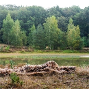 Caruba álcaháló (nádas)