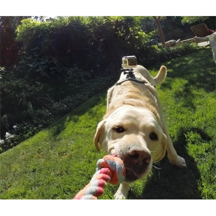 GOPRO Fetch (Dog harness)