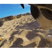 GOPRO Fetch (Dog harness)