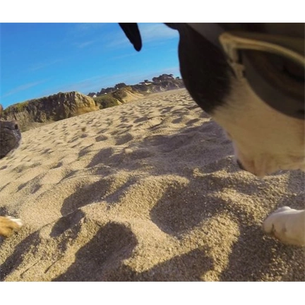 GOPRO Fetch (Dog harness)