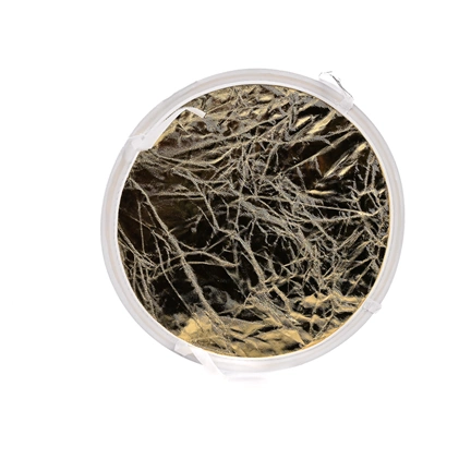 Godox Inner reflector - Gold /Silver