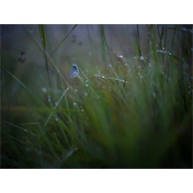 Hasselblad XCD 90mm f/2.5 V objektív