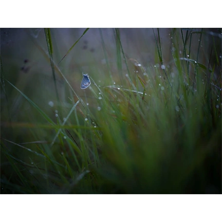 Hasselblad XCD 90mm f/2.5 V objektív