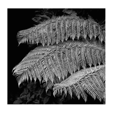 Kodak B&W TMY T-MAX 400 120 5db