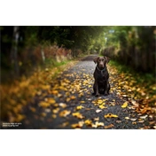 LENSBABY Composer Pro II, Edge 50mm f/3.2-22 optika Canon
