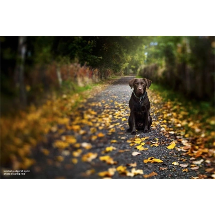 LENSBABY Composer Pro II, Edge 50mm f/3.2-22 optika Canon