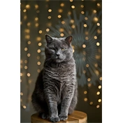 Laowa 58mm f/2.8 2X Ultra Macro APO Canon RF objektív