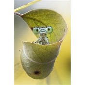 Laowa 58mm f/2.8 2X Ultra Macro APO Canon RF objektív