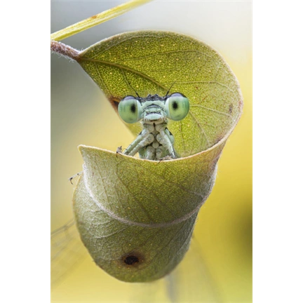 Laowa 58mm f/2.8 2X Ultra Macro APO Sony FE objektív