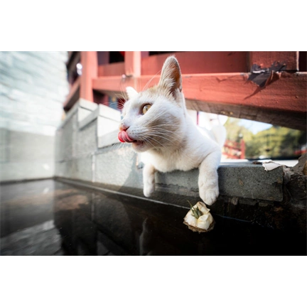 Laowa 10mm f/2.8 Zero D FF Auto Focus Sony FE