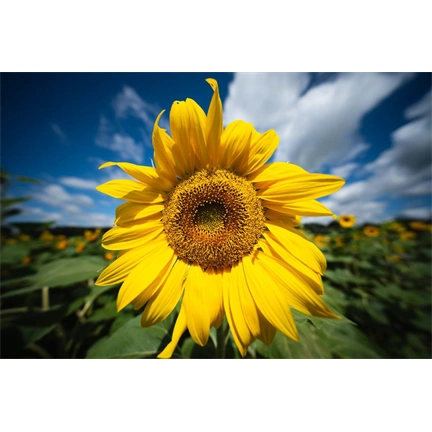 Laowa 10mm f/2.8 Zero D FF Auto Focus Sony FE