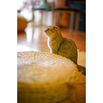 Laowa Argus 45mm f/0.95 FF Nikon Z objektív