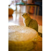 Laowa Argus 45mm f/0.95 FF Sony FE objektív