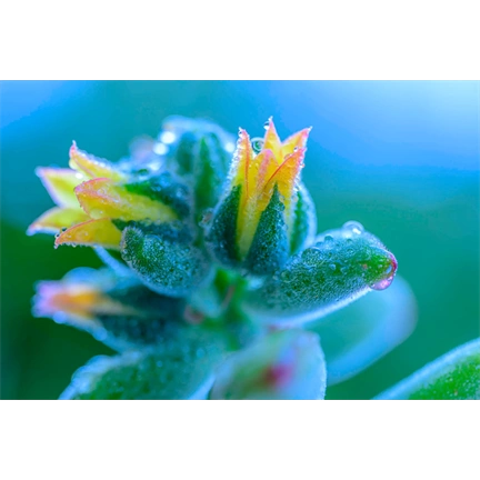 NIKON Nikkor Z 105mm f/2.8 MC VR S Macro NIKON Nikkor Z 105mm f/2.8 MC VR S Macro