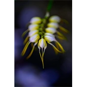 NIKON Nikkor Z 105mm f/2.8 MC VR S Macro NIKON Nikkor Z 105mm f/2.8 MC VR S Macro