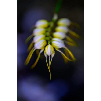 NIKON Nikkor Z 105mm f/2.8 MC VR S Macro NIKON Nikkor Z 105mm f/2.8 MC VR S Macro