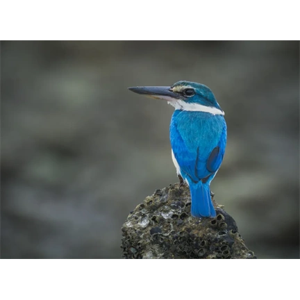 OM System M.Zuiko Digital ED 100-400mm II F5.0-6.3 IS objektív (fekete) - 80 000 Ft cashback 2026/01/06-ig