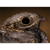 OM System M.Zuiko Digital ED 100-400mm II F5.0-6.3 IS objektív (fekete) - 80 000 Ft cashback 2026/01/06-ig