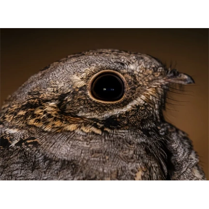 OM System M.Zuiko Digital ED 100-400mm II F5.0-6.3 IS objektív (fekete) - 80 000 Ft cashback 2026/01/06-ig