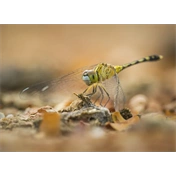 OM System M.Zuiko Digital ED 100-400mm II F5.0-6.3 IS objektív (fekete) - 80 000 Ft cashback 2026/01/06-ig