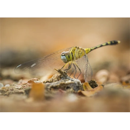 OM System M.Zuiko Digital ED 100-400mm II F5.0-6.3 IS objektív (fekete) - 80 000 Ft cashback 2026/01/06-ig