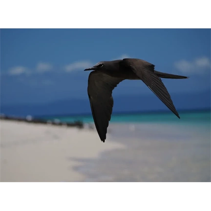 OM System M.Zuiko Digital ED 100-400mm II F5.0-6.3 IS objektív (fekete) - 80 000 Ft cashback 2026/01/06-ig