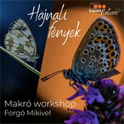 Részvételi jegy - Hajnali fények: Lepkefotós és makró workshop Forgó Mikivel - 2026. július 26. - BETELT!