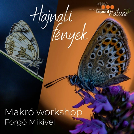 Részvételi jegy - Hajnali fények: Lepkefotós és makró workshop Forgó Mikivel - 2026. július 26. - BETELT!