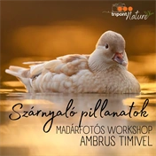 Részvételi jegy - Szárnyaló pillanatok – Madárfotós workshop Ambrus Timivel - 2026. július 31. - BETELT!