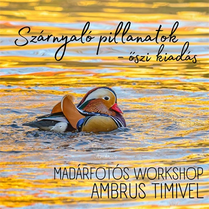 Részvételi jegy - Szárnyaló pillanatok vol. 2. – Madárfotós workshop Ambrus Timivel - 2026. november 13.