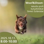 Részvételi jegy - Woof & Shoot: készíts profi kutyafotókat Simkó Szilárddal - 2025.10.11. 8:00-10:00