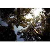 SAMYANG AF 12MM F/2.0 RF-S MILC Objektív SAMYANG AF 12MM F/2.0 RF-S MILC Objektív