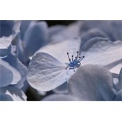 SIGMA AF 105mm f/2.8 EX DG OS HSM MACRO (NIKON)