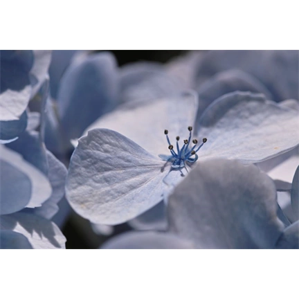 SIGMA AF 105mm f/2.8 EX DG OS HSM MACRO (NIKON)