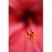 SIGMA AF 105mm f/2.8 EX DG OS HSM MACRO (NIKON)