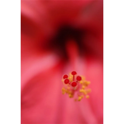 SIGMA AF 105mm f/2.8 EX DG OS HSM MACRO (NIKON)