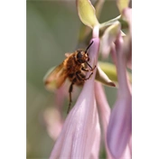 SIGMA AF 105mm f/2.8 EX DG OS HSM MACRO (NIKON)