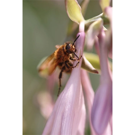 SIGMA AF 105mm f/2.8 EX DG OS HSM MACRO (NIKON)