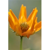 SIGMA AF 105mm f/2.8 EX DG OS HSM MACRO (NIKON)