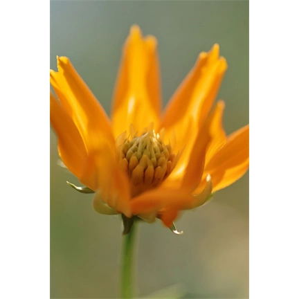 SIGMA AF 105mm f/2.8 EX DG OS HSM MACRO (NIKON)