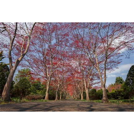 Sigma 12mm f/1.4 DC (C) objektív (Canon-RF)