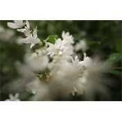 Sigma 12mm f/1.4 DC (C) objektív (Canon-RF)