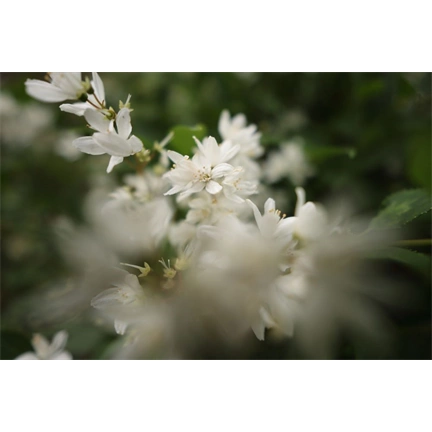 Sigma 12mm f/1.4 DC (C) objektív (Canon-RF)