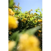 Sigma 12mm f/1.4 DC (C) objektív (Canon-RF)